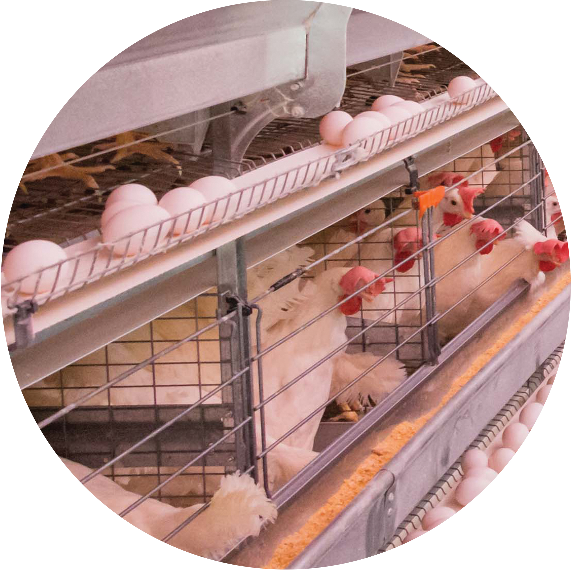 استاندارد های مورد نیاز در پروش مرغ تخمگذار