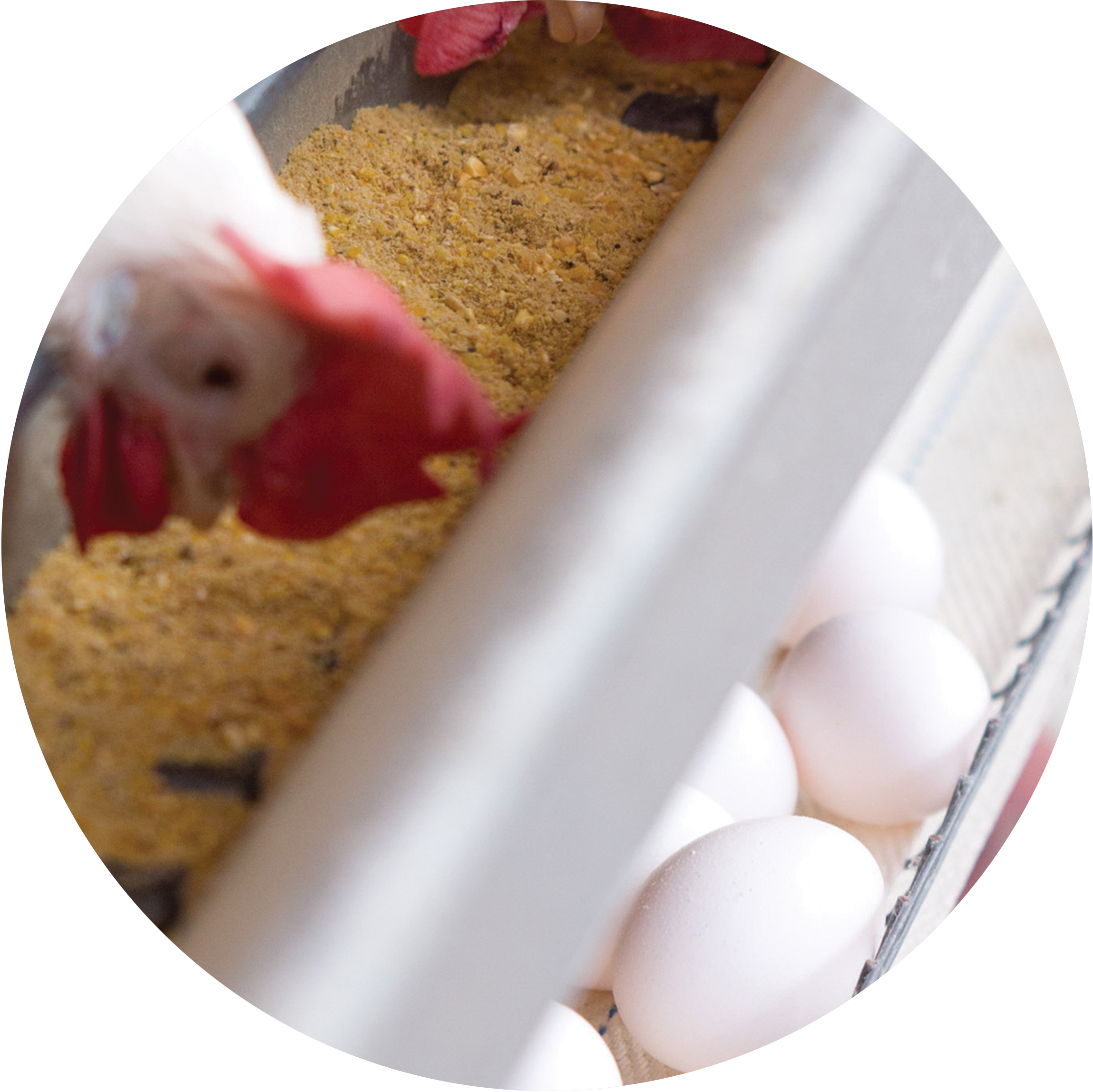 تاثیر تنش گرمایی بر پارامترهای فیزیولوژیکی در سالن های مرغداری